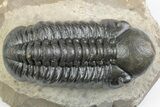 Detailed Reedops Trilobite - Atchana, Morocco #383414-3